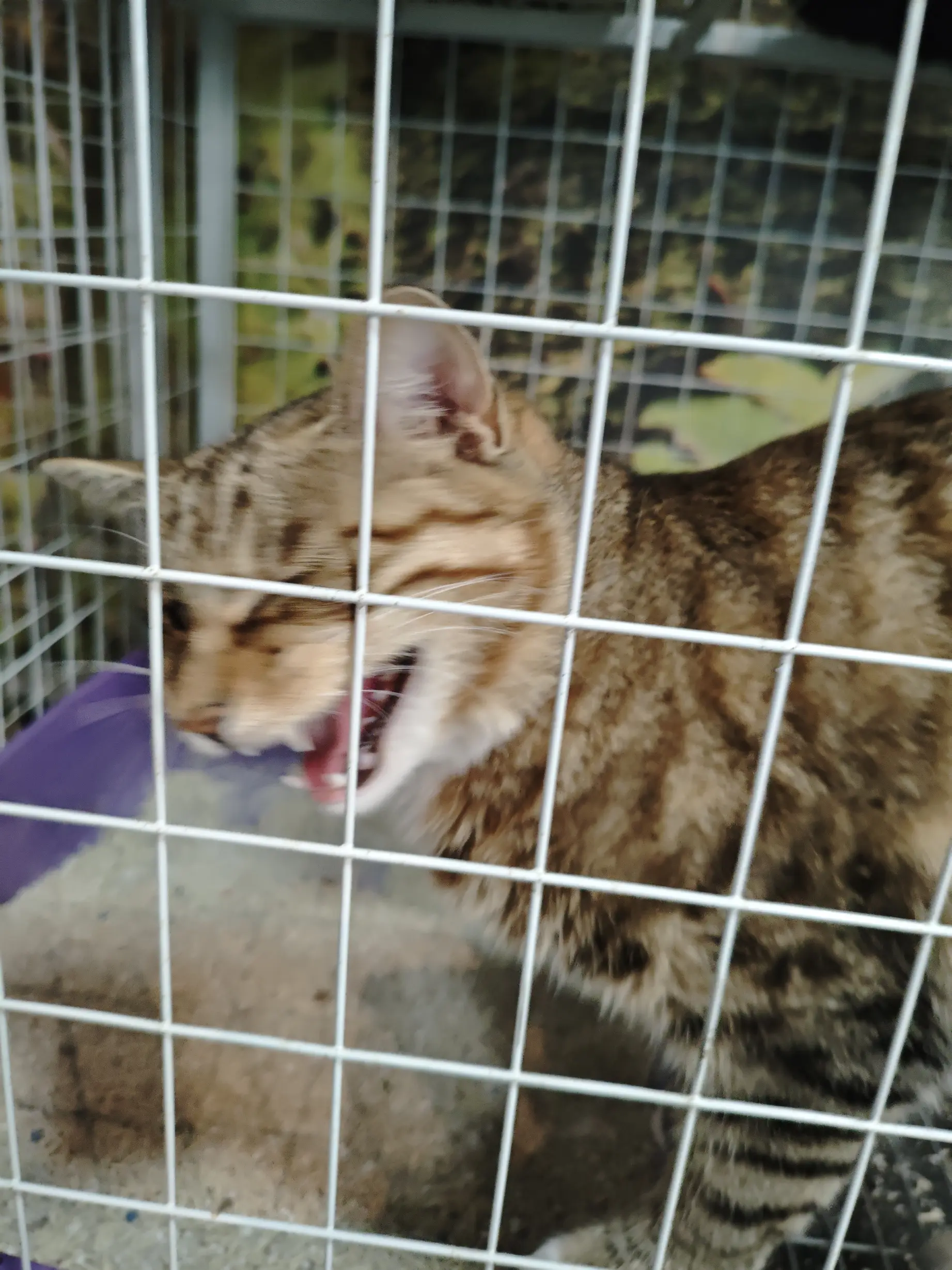 邪魅猫咪 邪魅猫咪